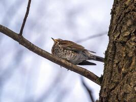 A Forest bird thrush on a branch of an tree photo