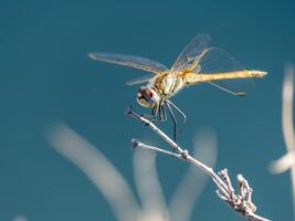Damselfies, a type of small dragonfly, perch and rest on the grass with a natural bokeh background photo