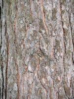 A Birch tree bark structure natural background photo