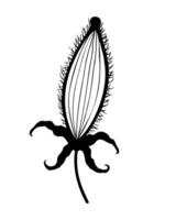 Thistle Carduus, stylized doodle drawing, botanical element, seed pod. Isolated on white background. vector