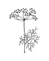 Dill branch with seeds, hand drawn silhouette doodle, on white background. vector