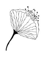 Flower outline hand drawing doodle. Black and white. Poppy. Tenderness, femininity. Isolated, white background. Floral design element. vector