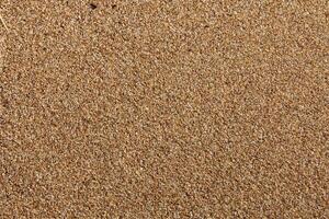 Beautiful Beach background made of small sea shells photo