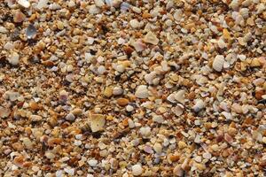 Beach background made of small sea shells with yellow sand photo