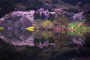 Spring in Korea and cherry blossom trees around Yongbi Lake in Seosan, South Korea. photo