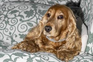 a brown cocker spaniel dog relaxing on a sofa photo
