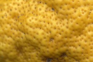 yellow giant cedar fruit close up of peel photo