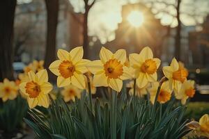 Golden Daffodils Reaching for the Sun photo