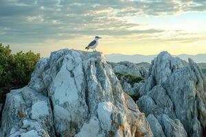 Cuckoos Harmony Serenity Amongst Rocky Formations photo