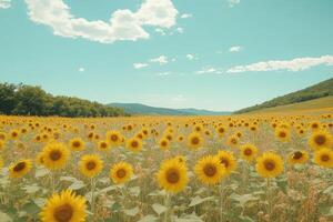 Golden Fields A Sunflower Symphony Beneath the Blue Sky photo