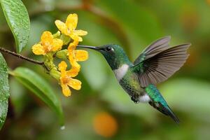 Hummingbird capturing nectar from deep within the flower photo
