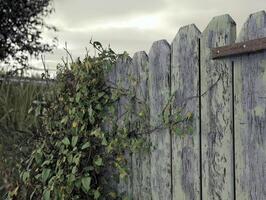 A wooden fence with ivy growing on it photo