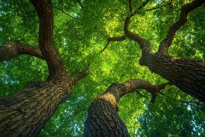 Interconnected Ecosystems The Tapestry of Tree Branches photo