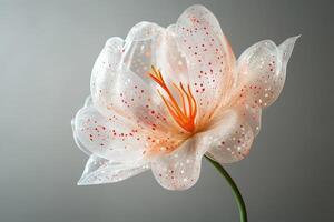 A white flower with red spots on it photo