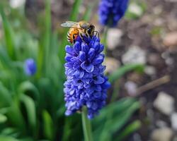 A bee on a blue flower photo