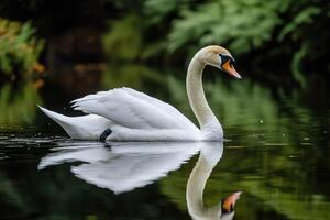 Elegant White Swan Gliding Gracefully on Tranquil Pond Surface photo