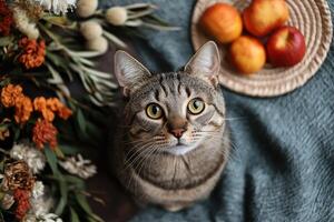A cat sitting on a blanket with flowers and apples photo