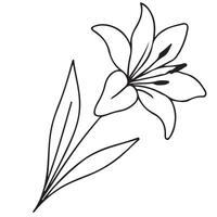 simple icon of a lily bud drawn with a few lines in line art style, for logos and tattoos vector