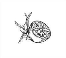 Sea buckthorn berries and half of citrus fruit hand drawn illustration painted by black inks. Aromatic berry and lemon realistic graphic sketch in linear style. For cookbooks, health blogs vector