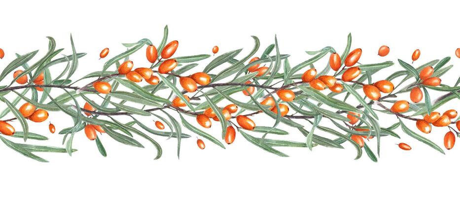 Watercolor wild sea buckthorn berry horizontal seamless border isolated background. Baltic orange berries with green leaves pattern for autumn recipe books, textile, organic skincare branding.