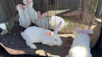 White rabbits with pink ears clustering inside and outside wire cage, representing typical livestock farming environment with multiple domestic bunnies moving and interacting video