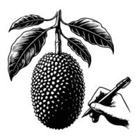Ripe Jackfruit on Tree Branch Drawing vector
