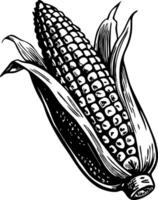 A corn illustration of hand drawn style vector