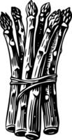 A vintage style illustration of asparagus stalks vector