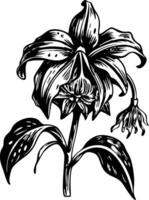 Wilted lily illustration in vintage style vector