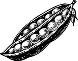 A sketchy style illustration of peas vector
