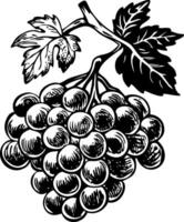 Black and white grapes on a branch vector
