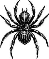 Widow spider illustration showing in vintage style vector