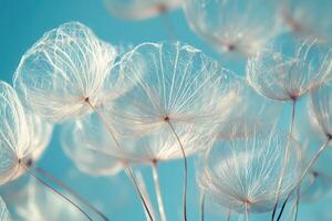 Dainty dandelion seeds dance through the skys tranquil embrace photo