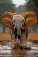 A large elephant is splashing in the water photo