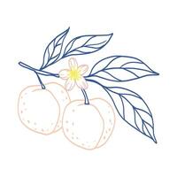 A drawing of a peach tree with two peaches on a branch. The peaches are shown in different stages of ripeness, with one being more ripe than the other. The drawing has a light and airy feel to it vector