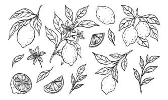 A drawing of a bunch of lemons and oranges with leaves. The drawing is black and white vector