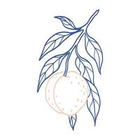 A blue and pink drawing of a peach with a leaf. The peach is shown in a light blue and pink color scheme vector