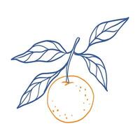 A hand-drawn illustration of an orange with a leaf on top. The orange is a bright, juicy color, and the leaf is a cool, calming shade of blue. The drawing conveys a sense of freshness and vitality vector