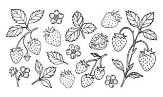 A drawing of strawberries and leaves. The drawing is of a strawberry plant with many strawberries and leaves vector