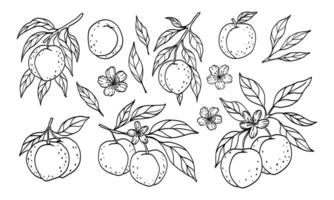 A drawing of fruit with a tree in the background. The fruit includes oranges, apples, and pears vector