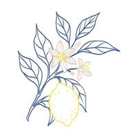 A drawing of a lemon tree with a lemon on it. The drawing is in blue and pink vector