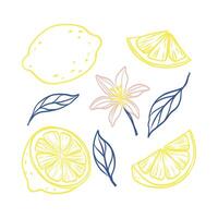 A drawing of a lemon, a flower, and a leaf. The drawing is colorful and has a happy, cheerful mood vector