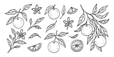 A drawing of a tree with various fruits and leaves, including oranges and lemons. The fruits are scattered throughout the drawing, with some located near the center and others towards the edges vector