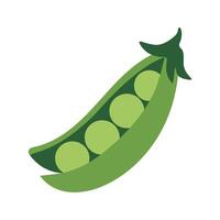 A green pea pod with four green peas inside. The peas are small and round vector
