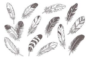 Feathers. Set of different bird feathers on white background. Hand drawn sketch illustration. Doodle sketch icons. vector