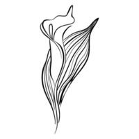 Calla lily in line art style vector