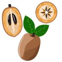 Sapodilla fruit set with whole, cut and sliced vector
