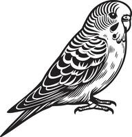 Budgie Pet Sketch Illustration. vector