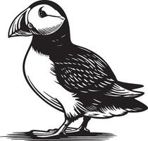 Puffin Sketch Drawing. vector