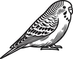 Budgie Pet on Ground Sketch Illustration. vector